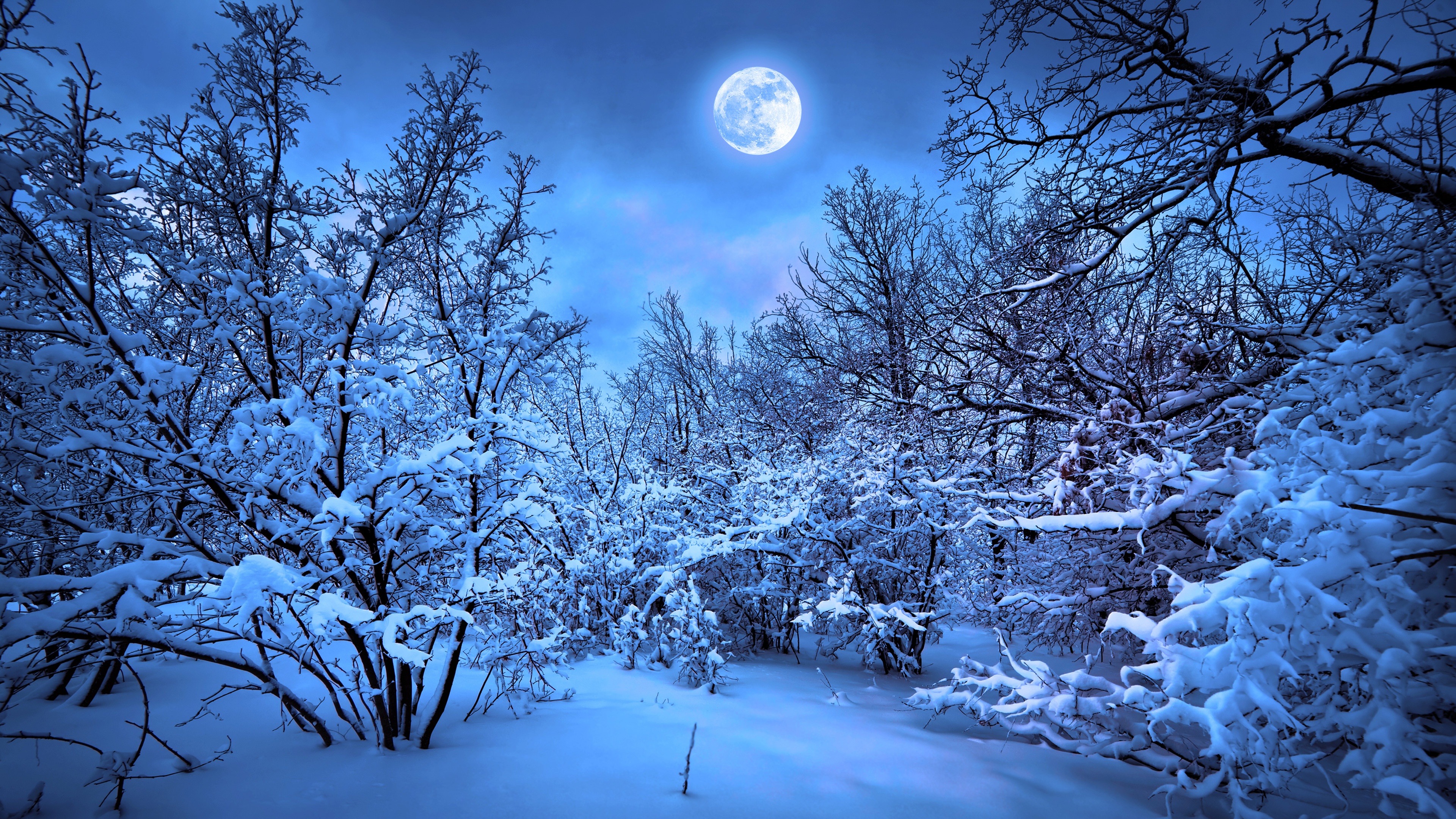 A breathtaking 4K winter wallpaper featuring a snow-covered forest bathed in the ethereal glow of a full moon