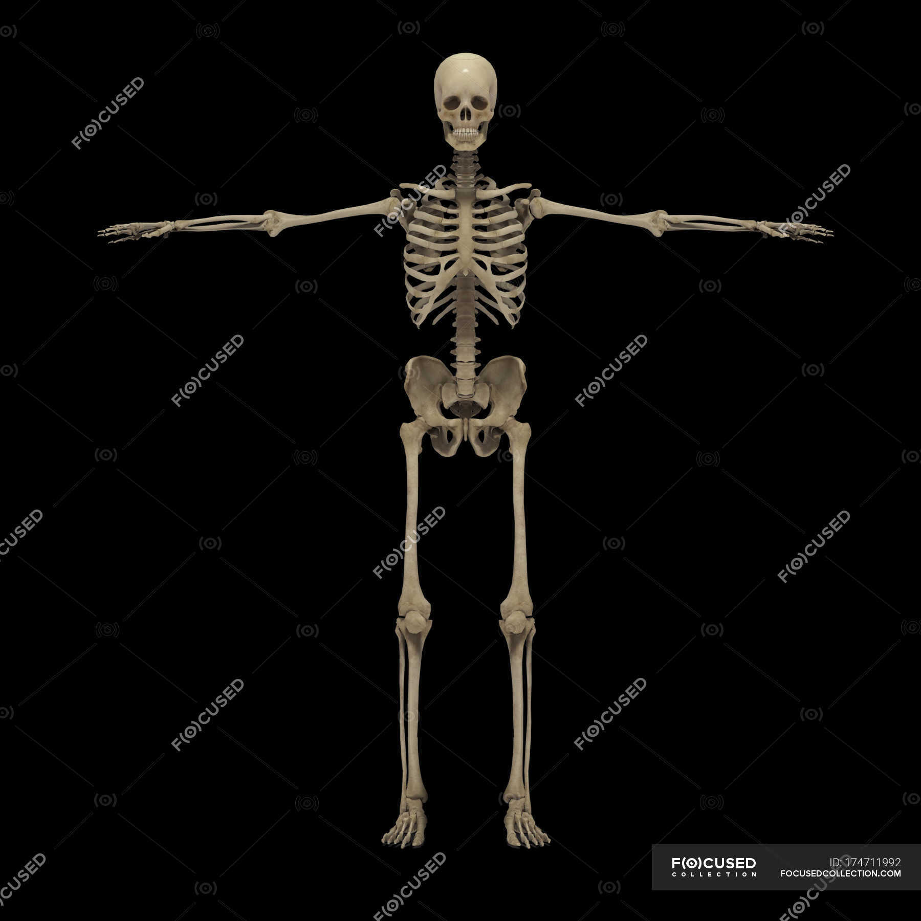 3d Rendering Of Human Skeletal System On Black Background Front