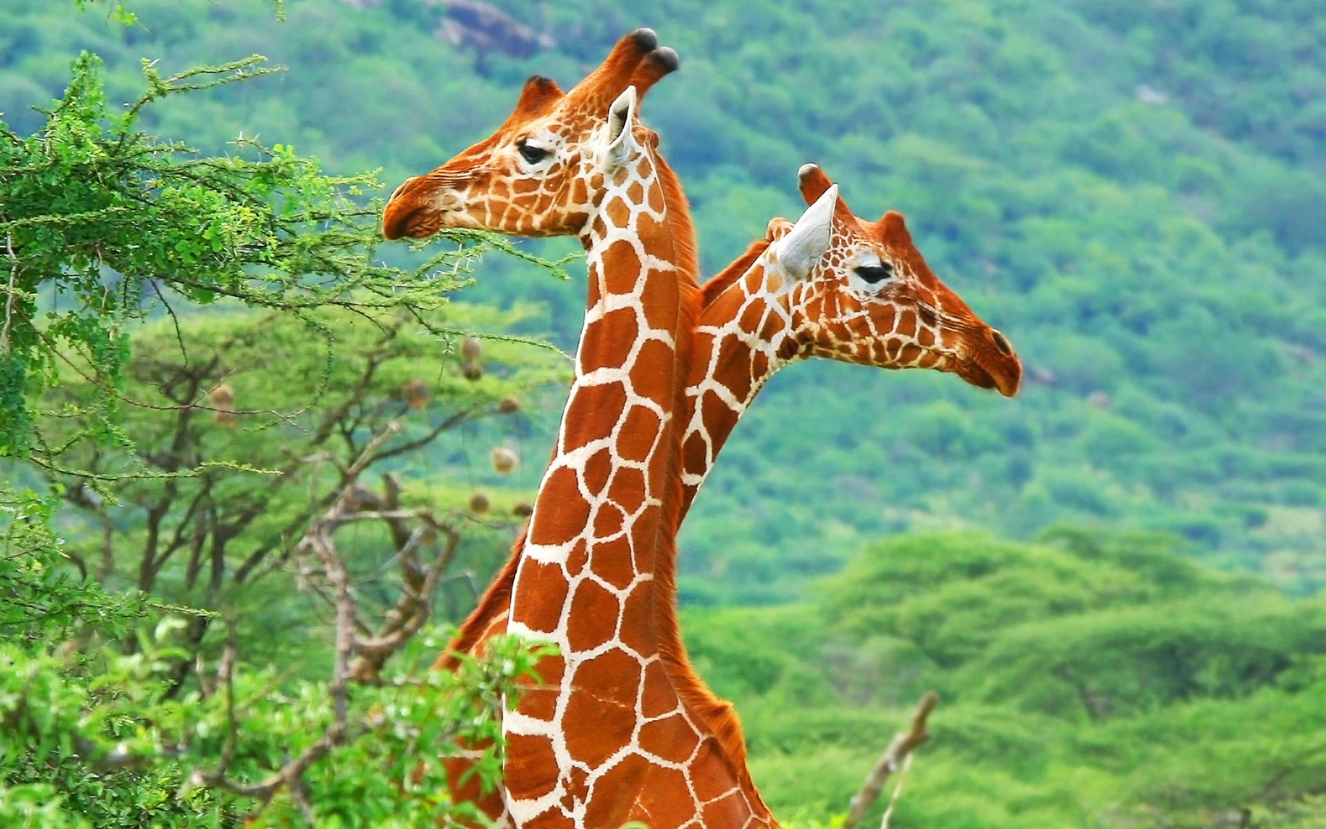 Afrikaanse Giraffe Schattige Dieren