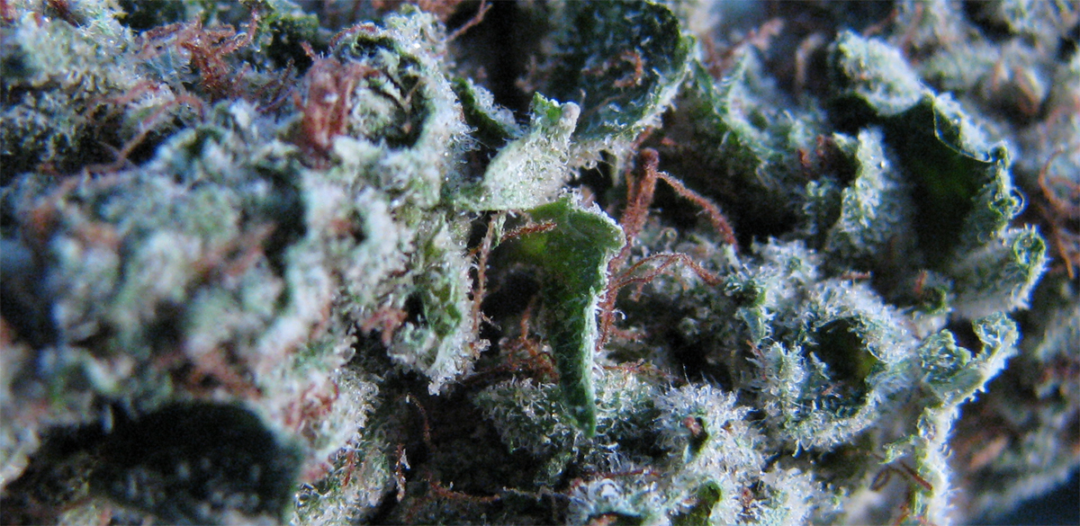 Super Dank Weed Some Frosty