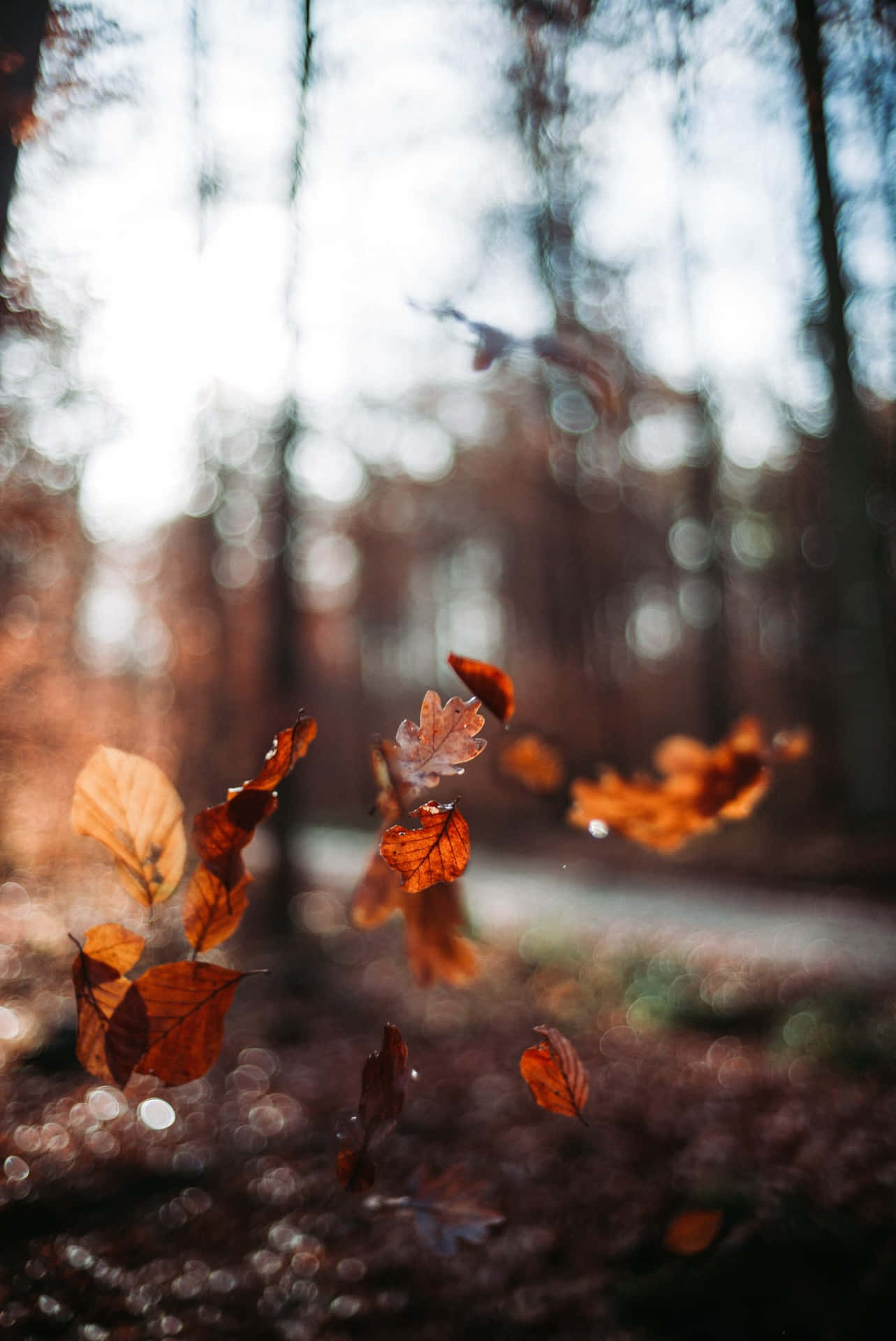 Fall Leaves iPhone Wallpaper