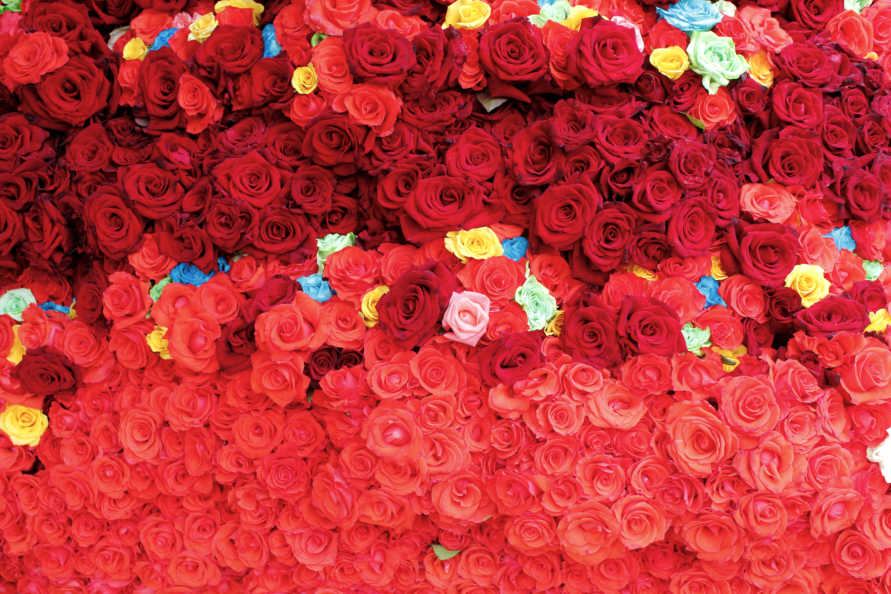 Vibrant Rose Flowers Background   Download Links Free