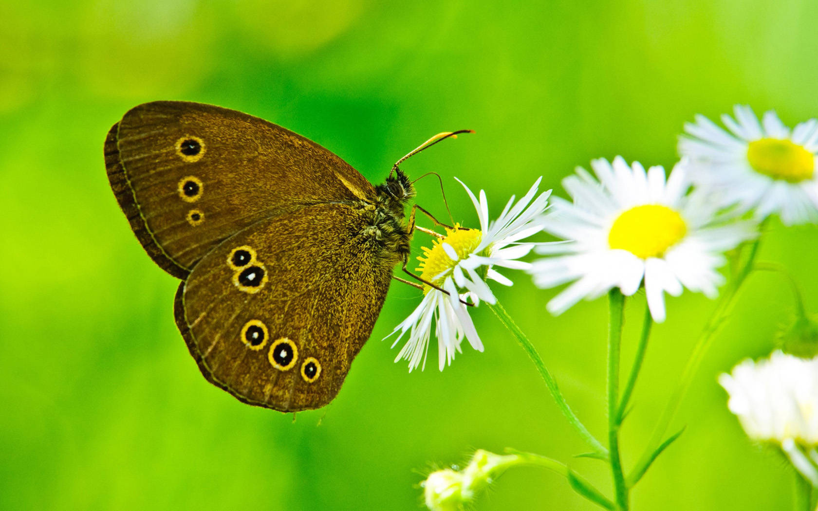 Butterfly Insect Wallpaper HD Background