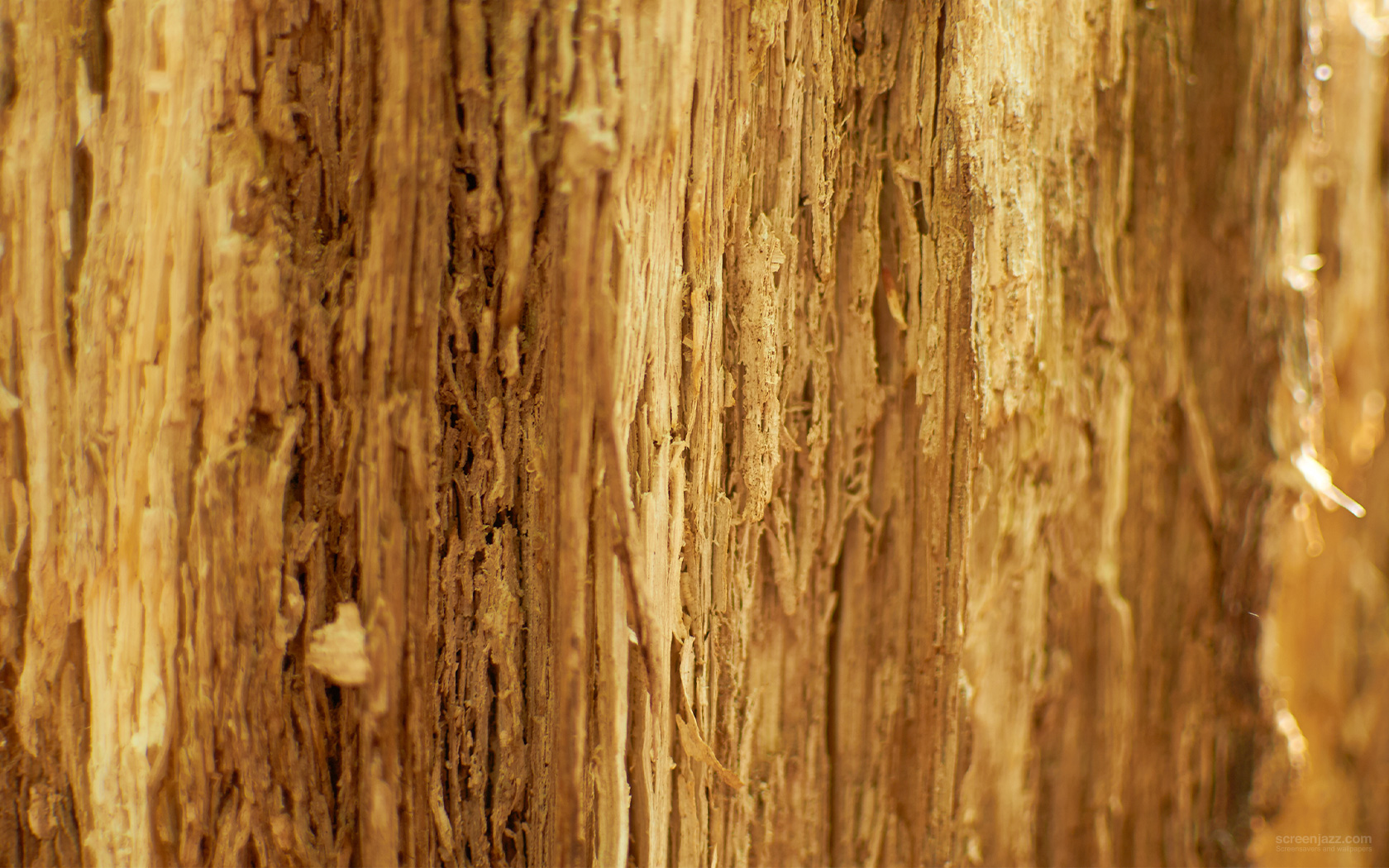 Wood Fiber High Quality HD Wallpaper For