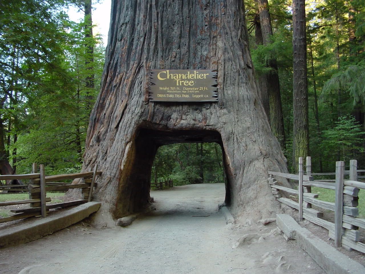 Redwood National Park California Wallpaper Unlimited