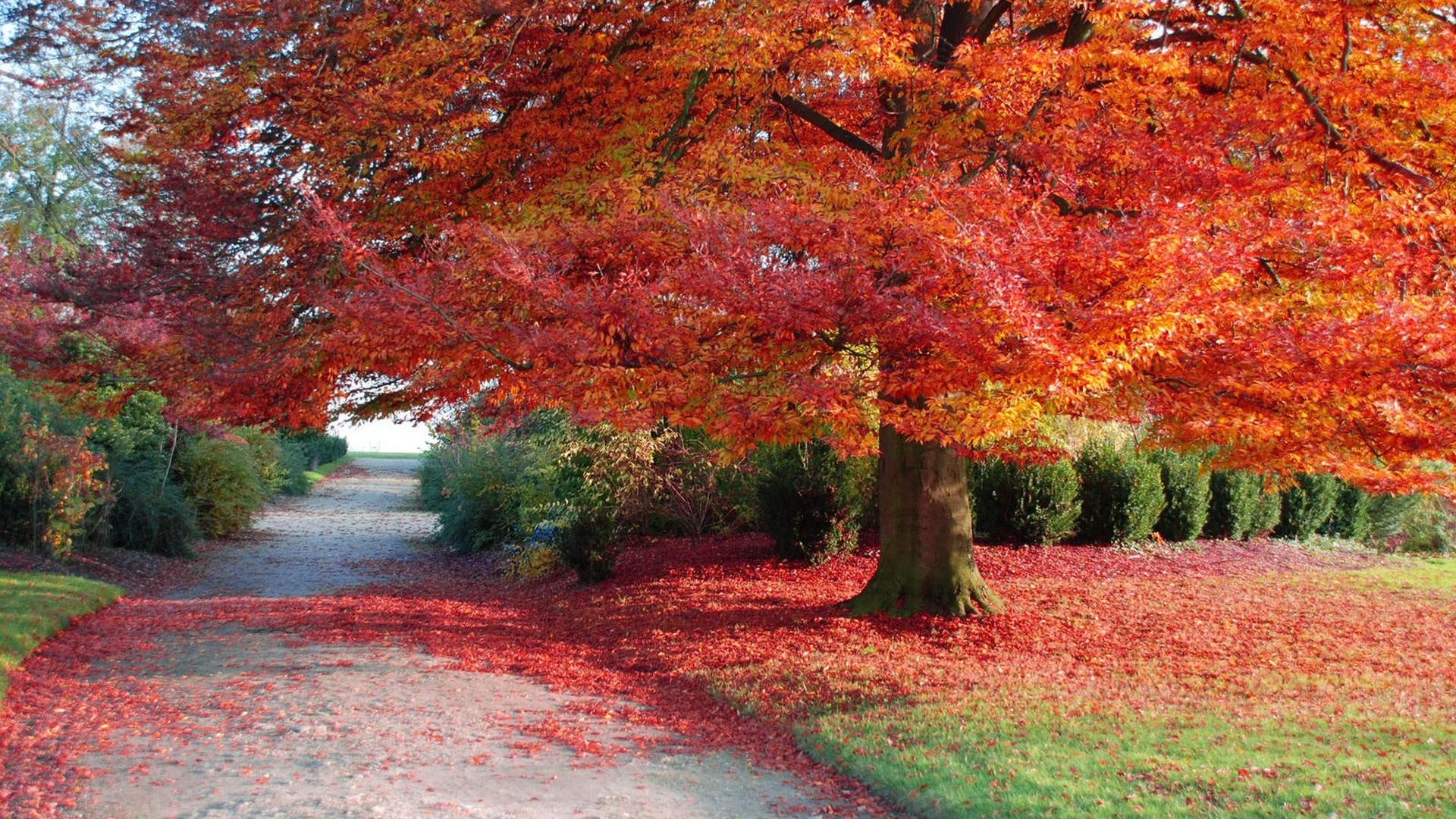 Autumn Season Tree Wallpaper