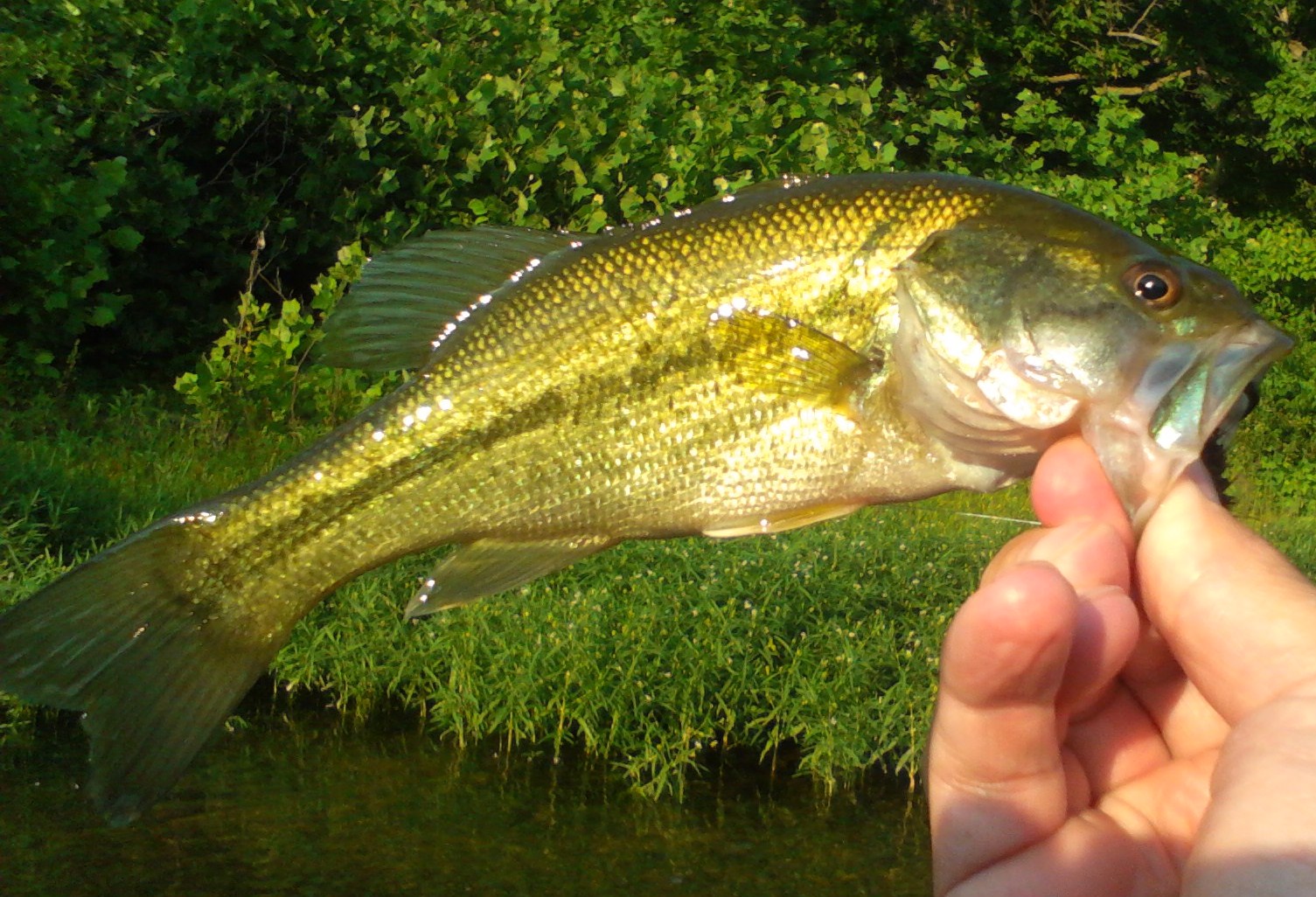 Big Smallmouth Bass Fly Fishing Michigan Trout Steelhead