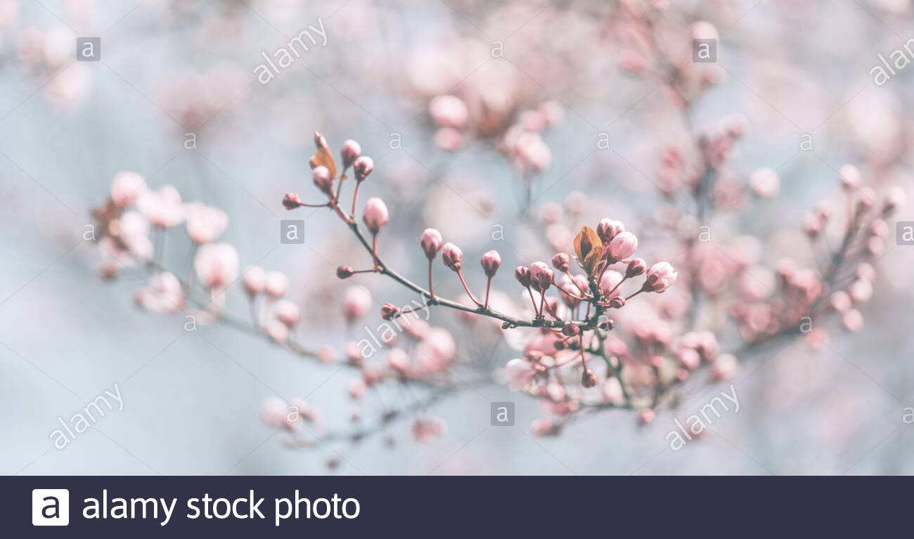 Closeup Of Spring Pastel Blooming Flower In Orchard Macro Cherry