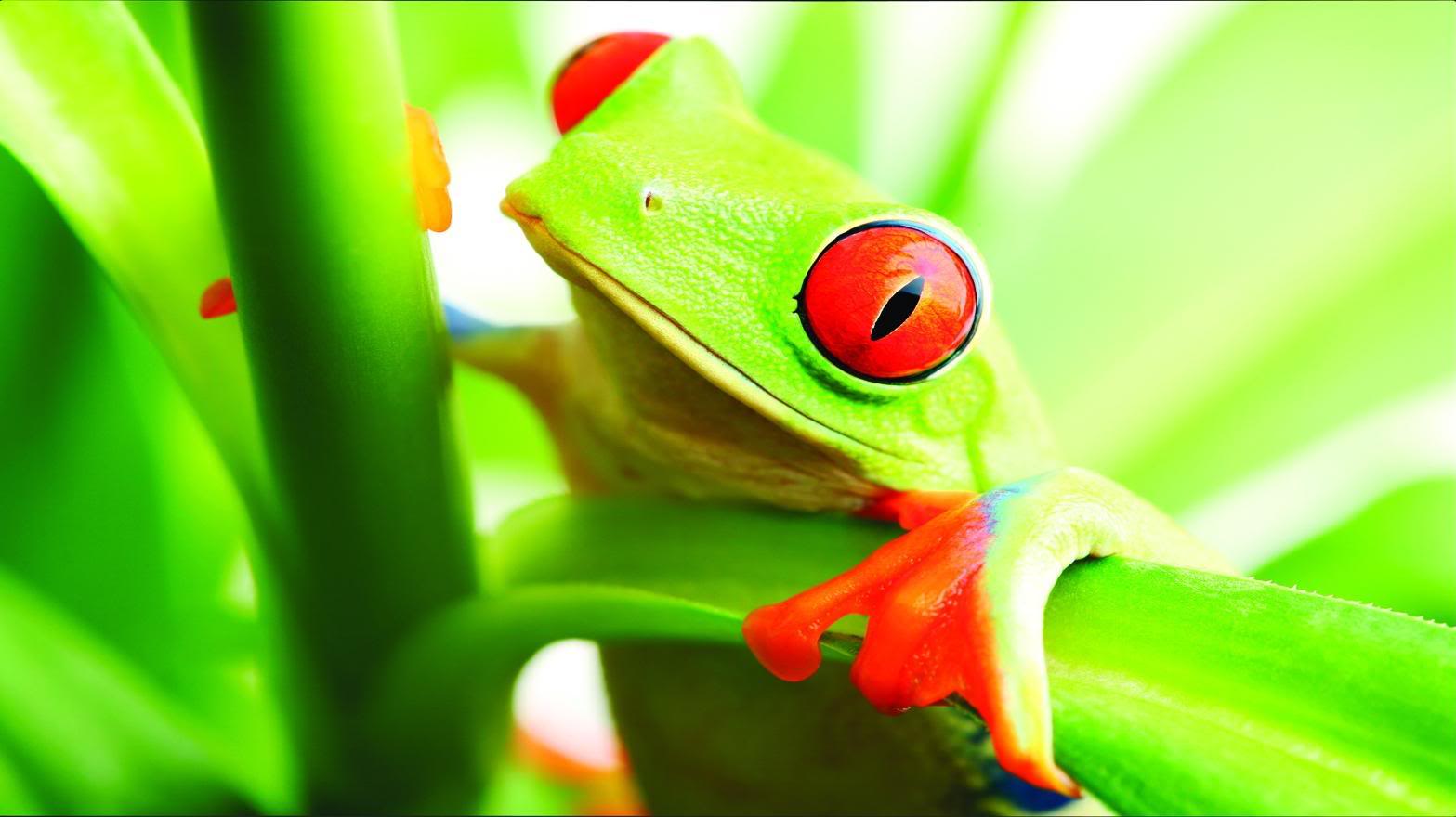 Frog Wallpaper HD Cool Walldiskpaper