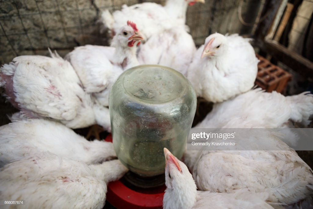 Chicken Poultry Farmhen Incubator Background Stock Photo Getty