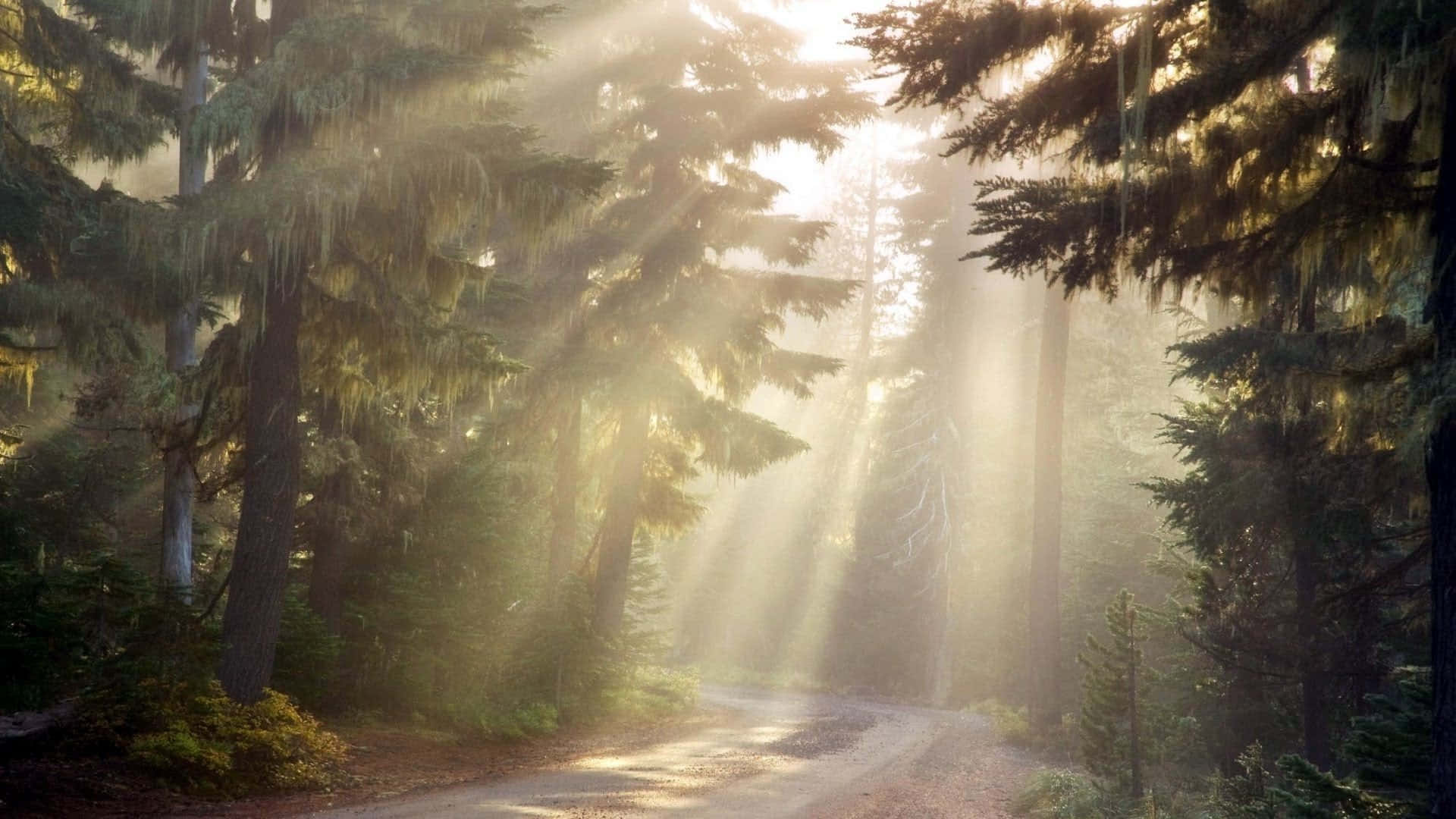 Sun Rays Wallpaper