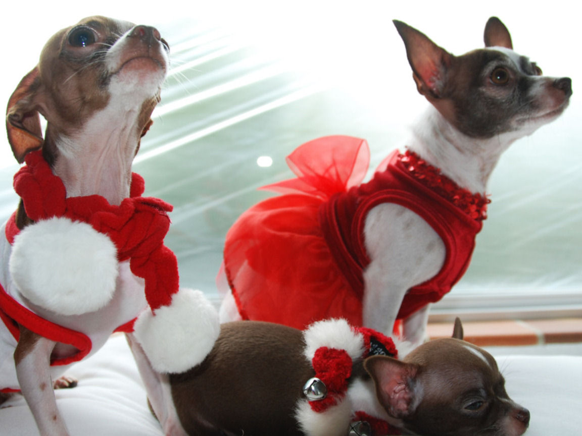 Christmas Cute Chihuahua Wallpaper