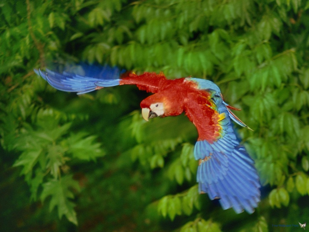 scarlet macaw in flight wallpaper
