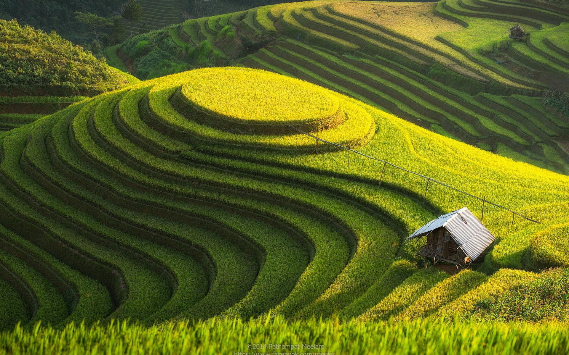Rice Terrace Wallpaper And Background Image