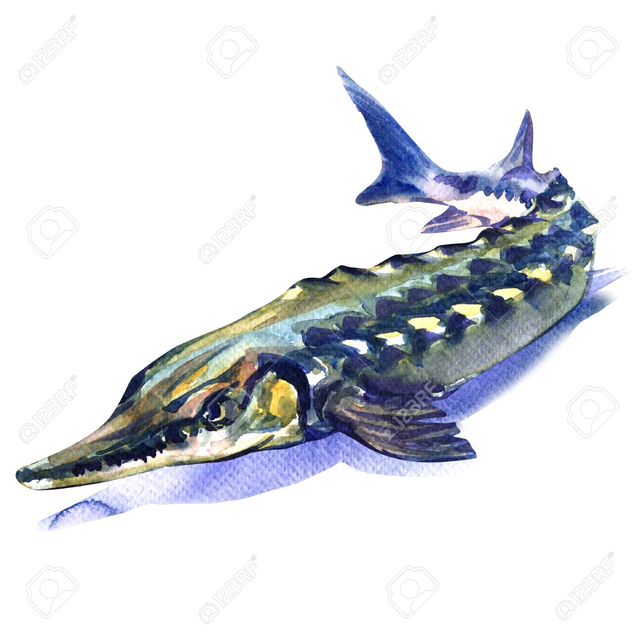Fresh Sturgeon Fish Isolated Watercolor Painting On White