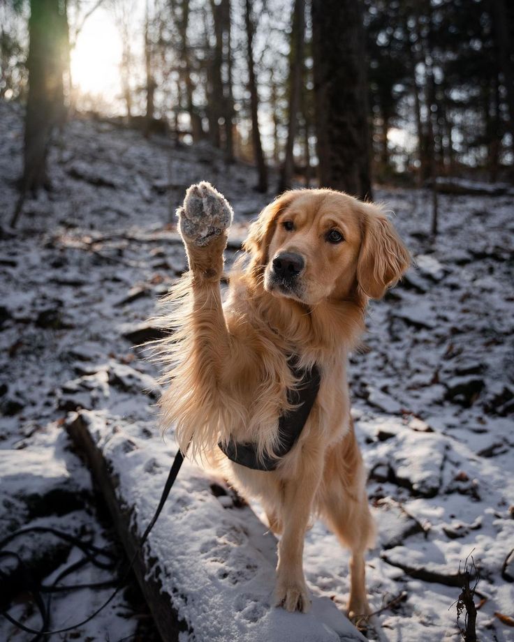 Lucy Golden Retriever Lucythegoldenn Posted On Instagram