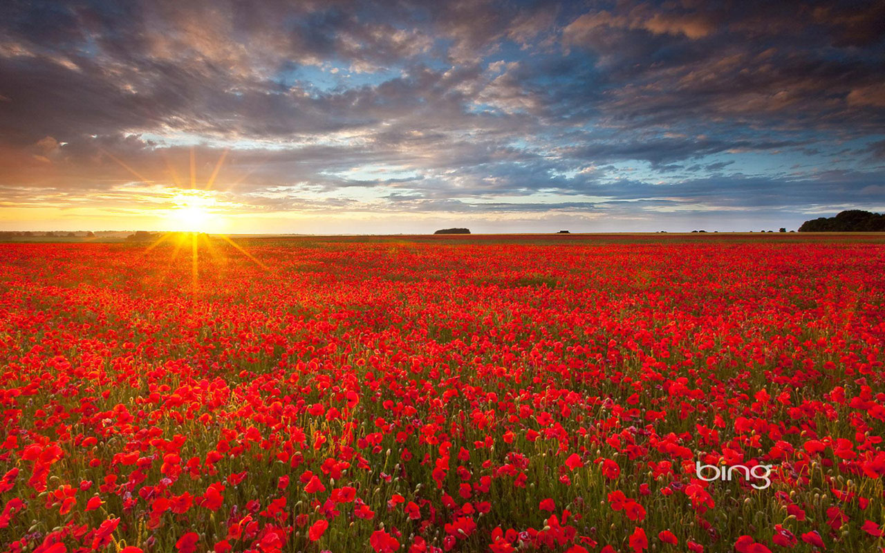 Bing Theme Of Photography Red Flowers In Brilliant Sunrise Wallpaper