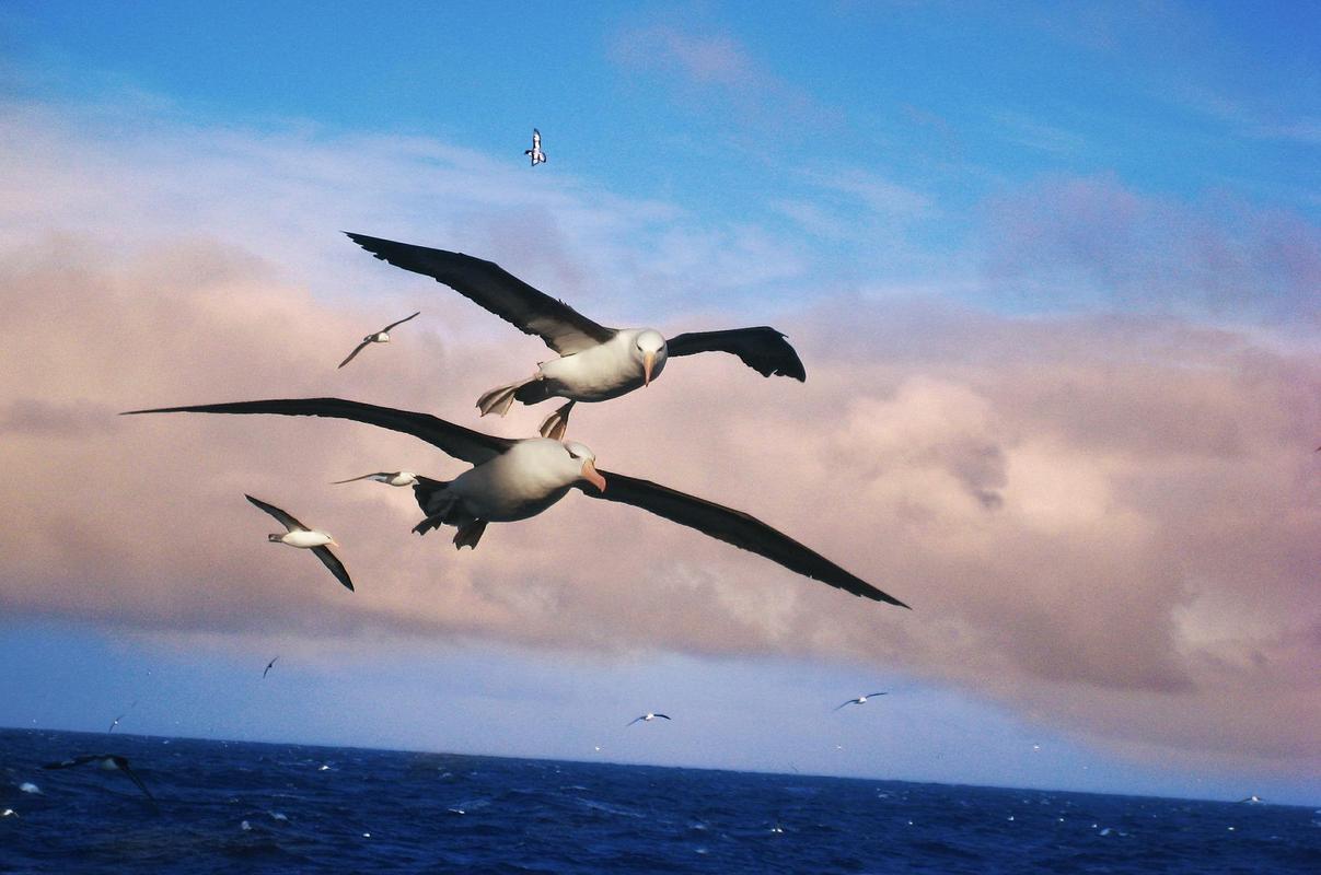 Albatross Wallpaper HD For Android Apk