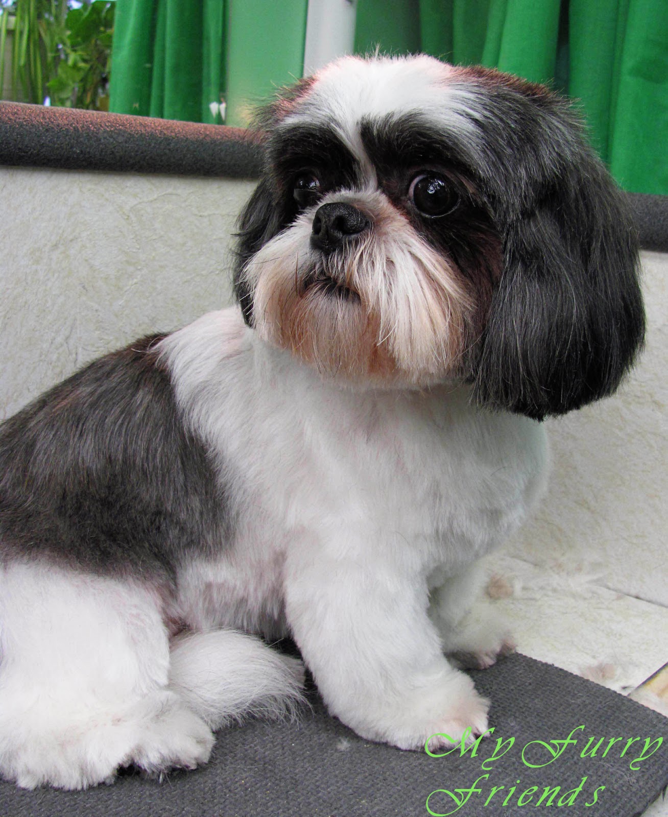 Mohawk Shih Tzu Pictures Of Dogs And All