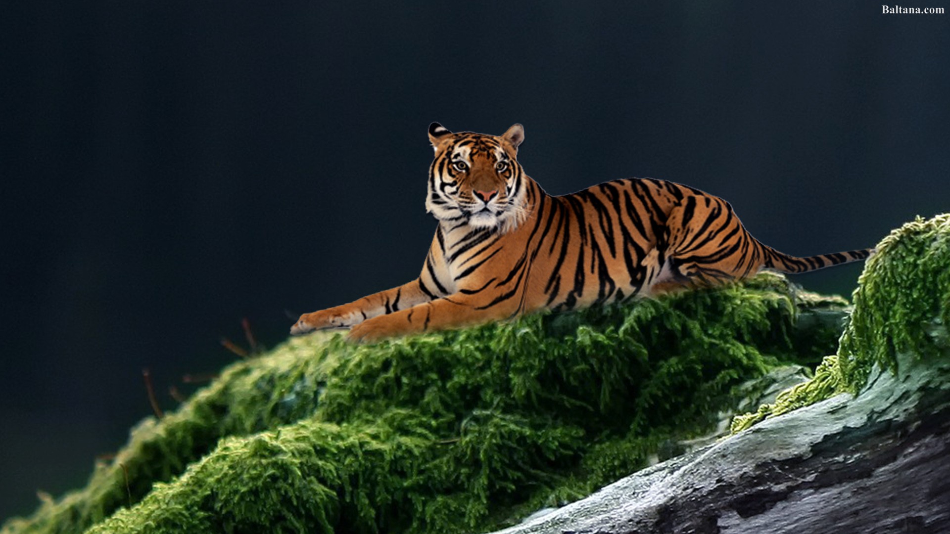 Tiger Desktop Wallpaper Baltana