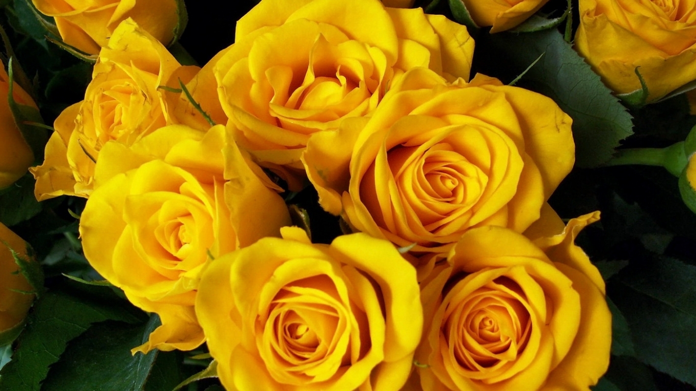 Yellow Flowers High Definition Background
