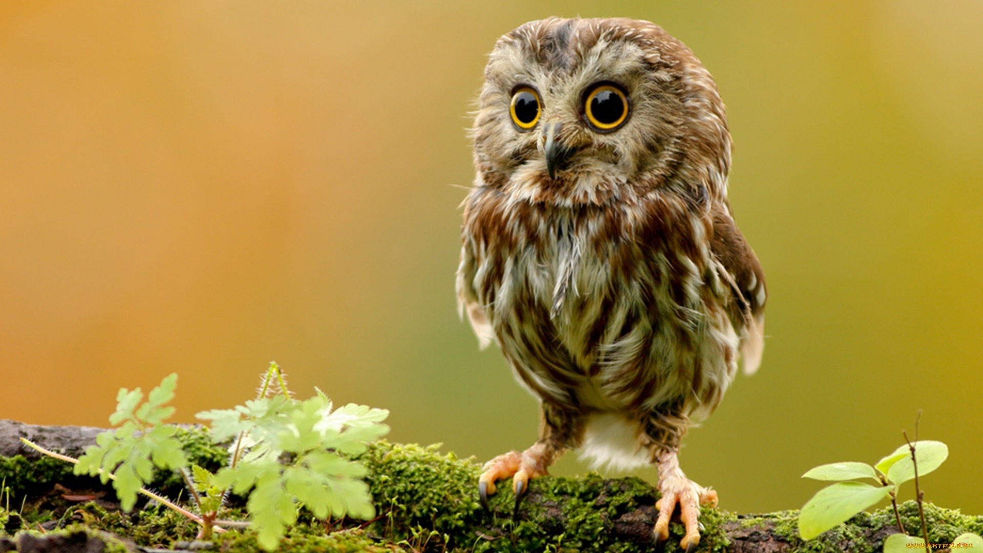 Selection Of Image Owl In HD Quality