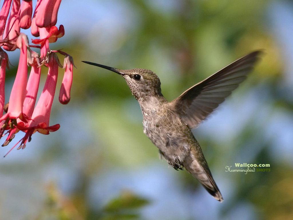 Hummingbird and flowers   Cute hummingbirds Wallpapers 1024768 NO26