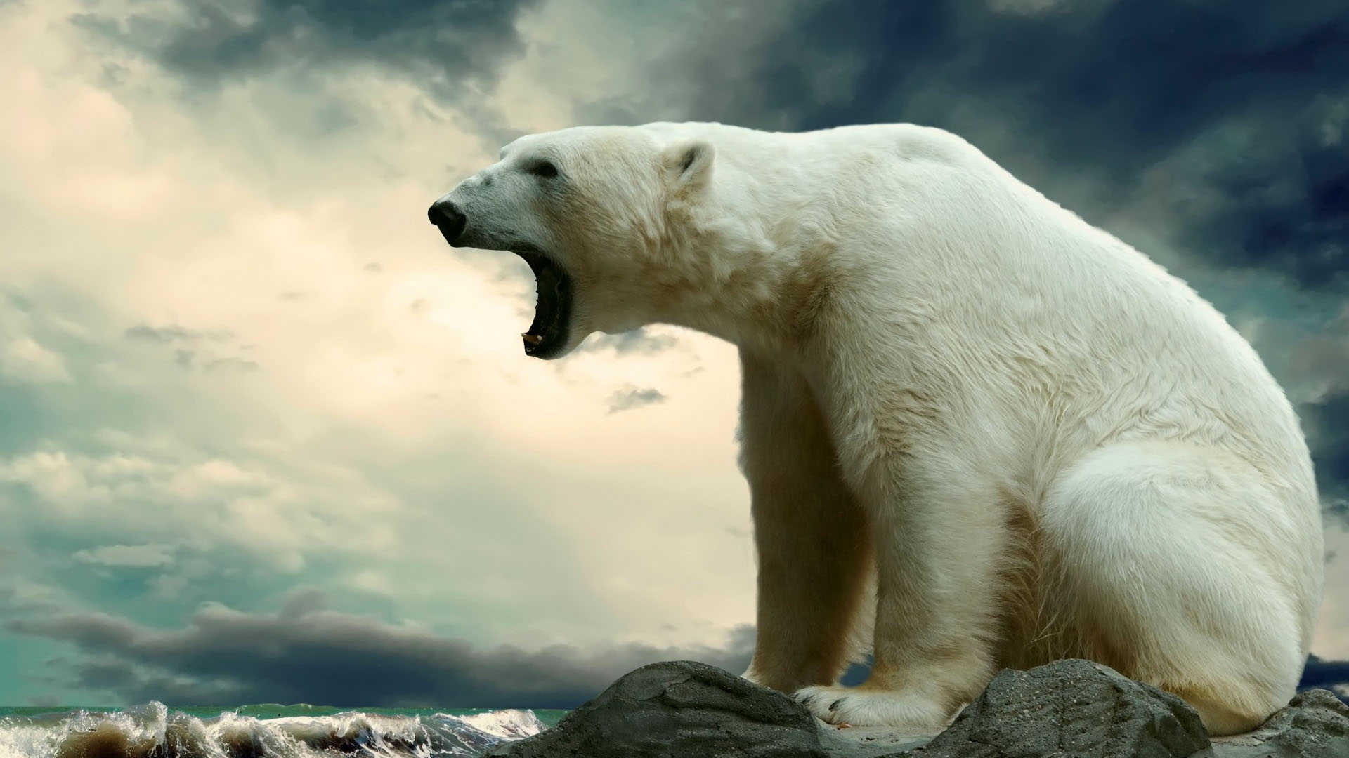 Roaring Polar Bear Wallpaper