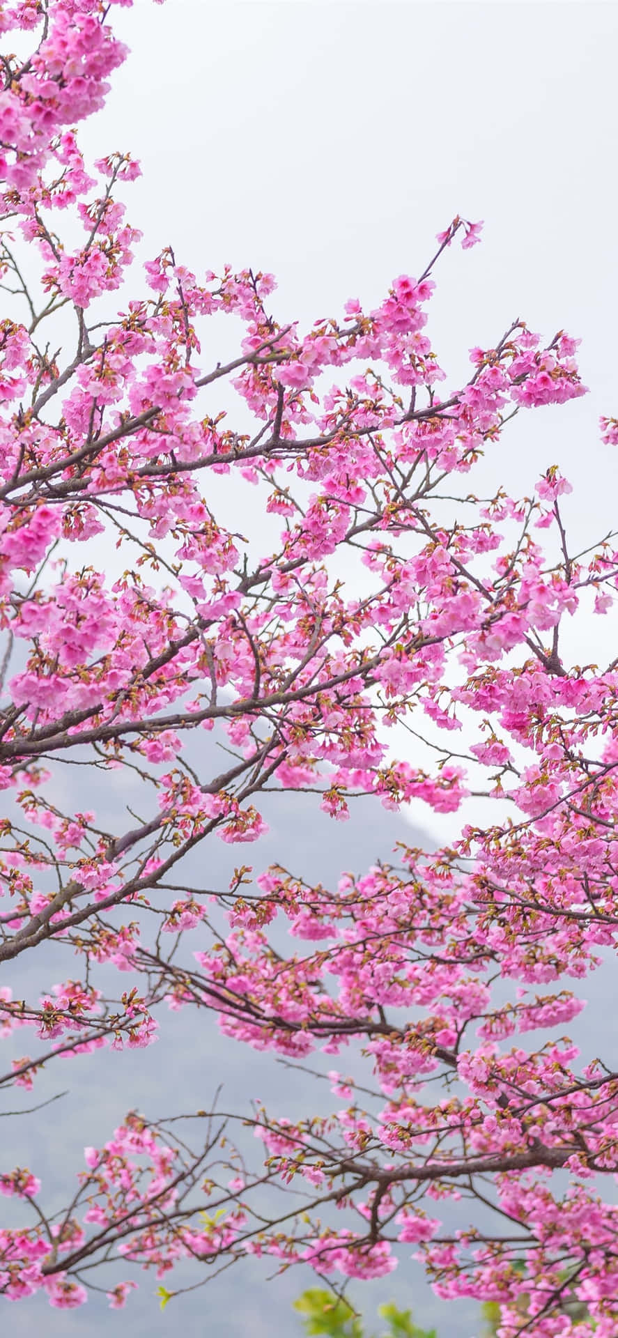 Pink Cherry Blossom Wallpaper