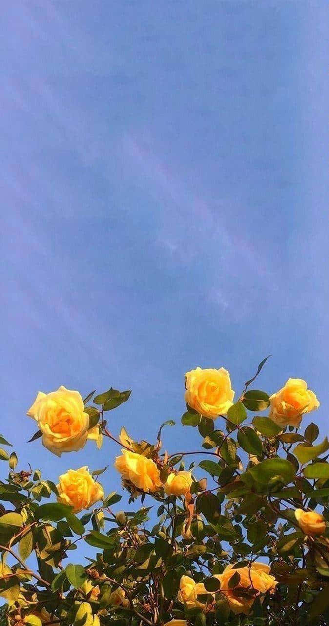 Yellow Aesthetic Wallpaper