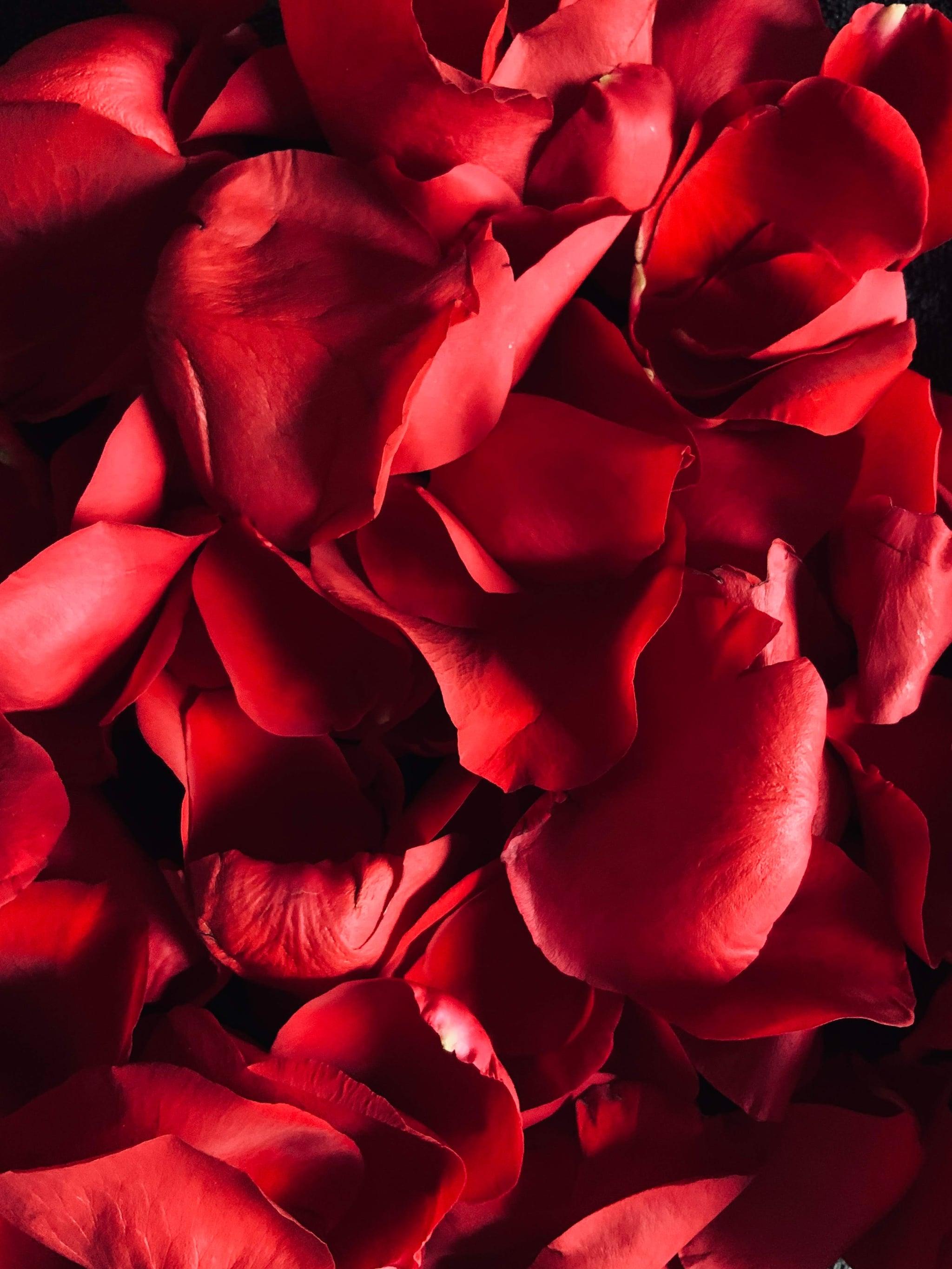 Valentine S Day Wallpaper Red Rose Petals The Dreamiest iPhone