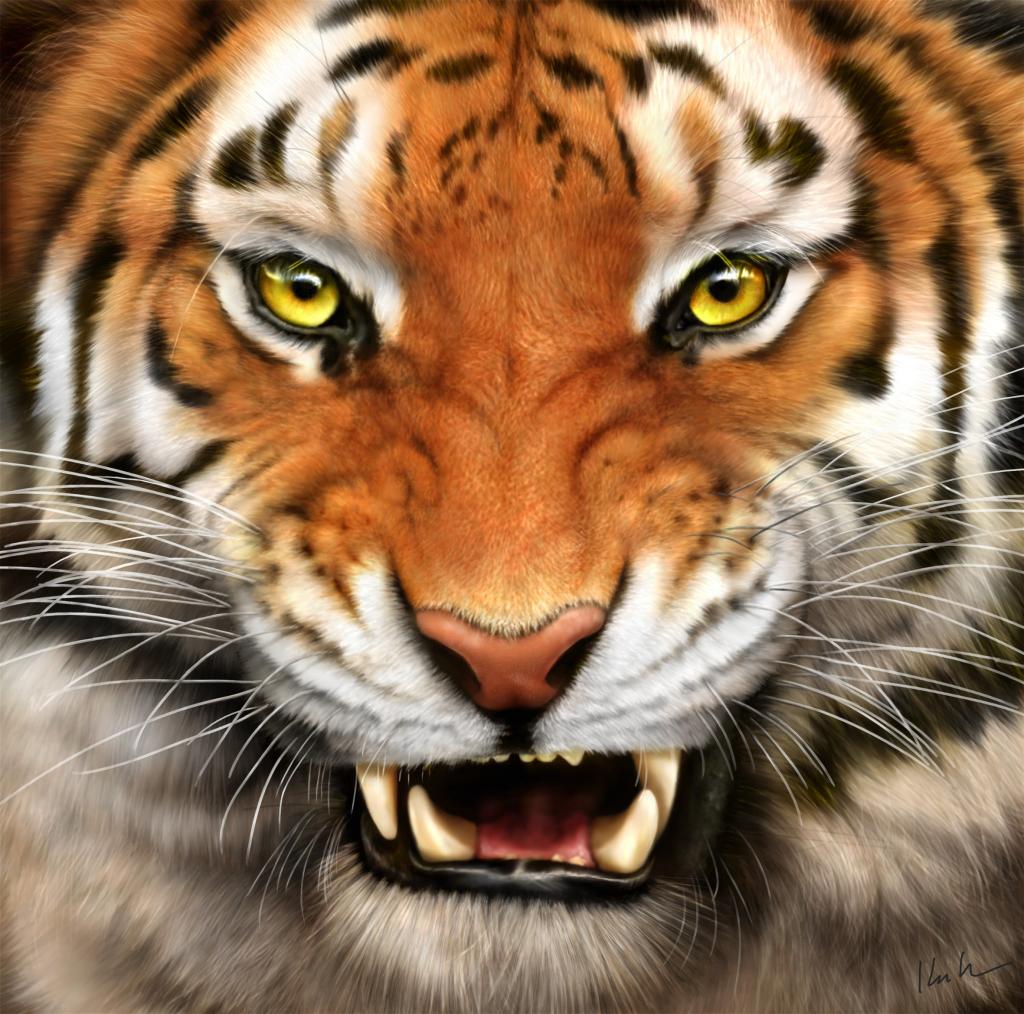 Tiger Image All Wallpaper New