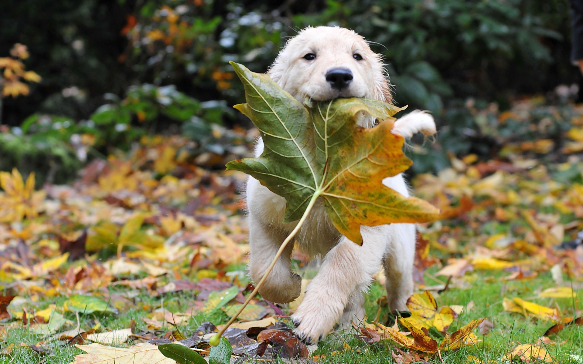 Download Golden retriever puppy with a leaf wallpaper