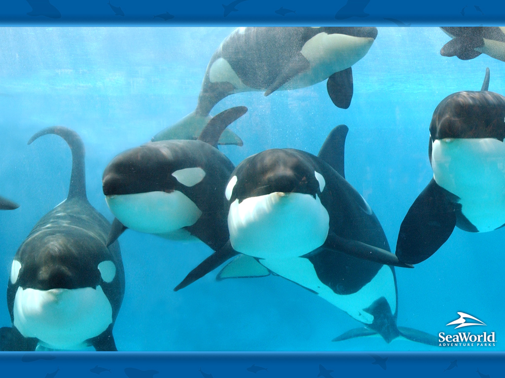 Mind Blowing Killer Whale Pictures