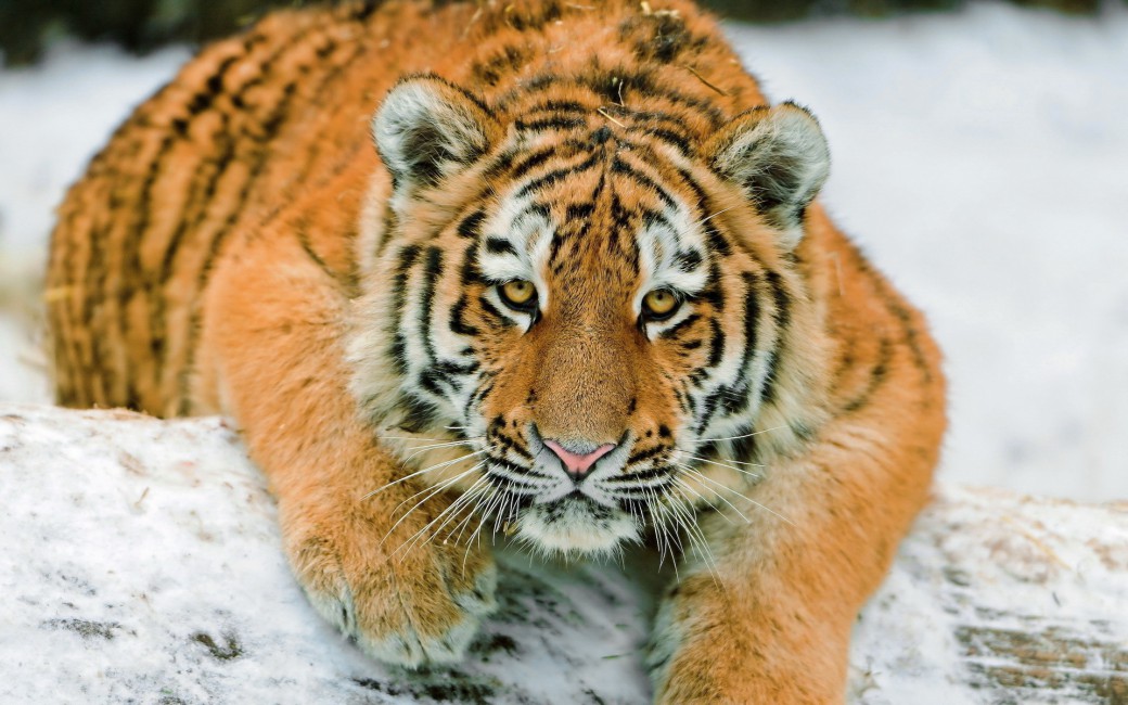 Tiger Snow Down Big Cat Predator Stock Photos Image HD