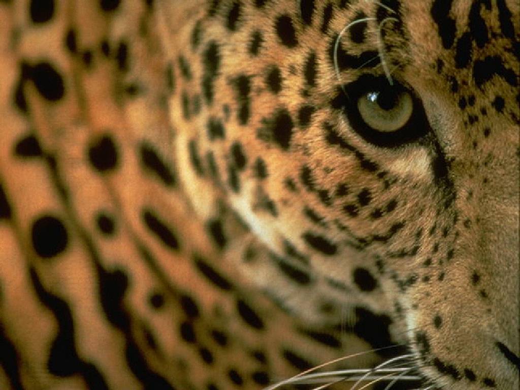 Image Leopardos Y Jaguares