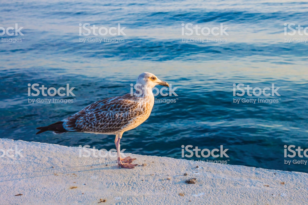 Seagull Background Pattern Stock Photo Image Now Istock