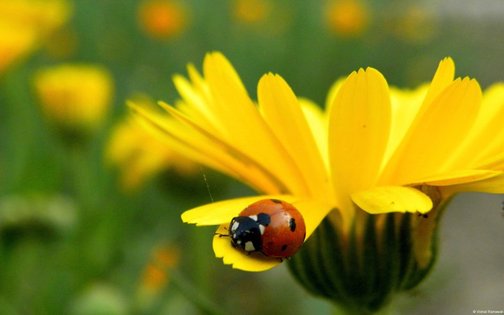Ladybug Yellow Petal Wallpaper Size Amazingpict HD