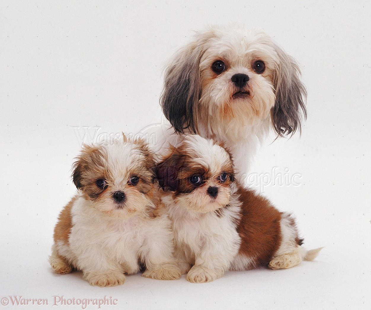 Shih Tzu With Two Pups