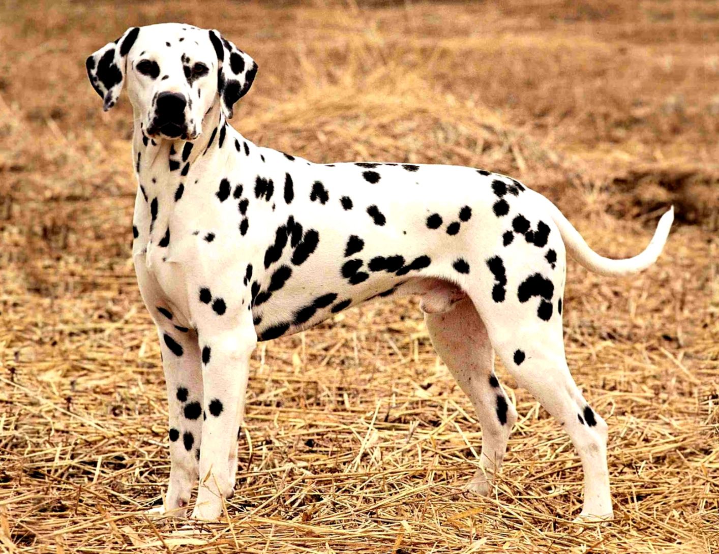 Dalmatian Dog Hd Wallpapers Free Download Dog Images View Wallpapers
