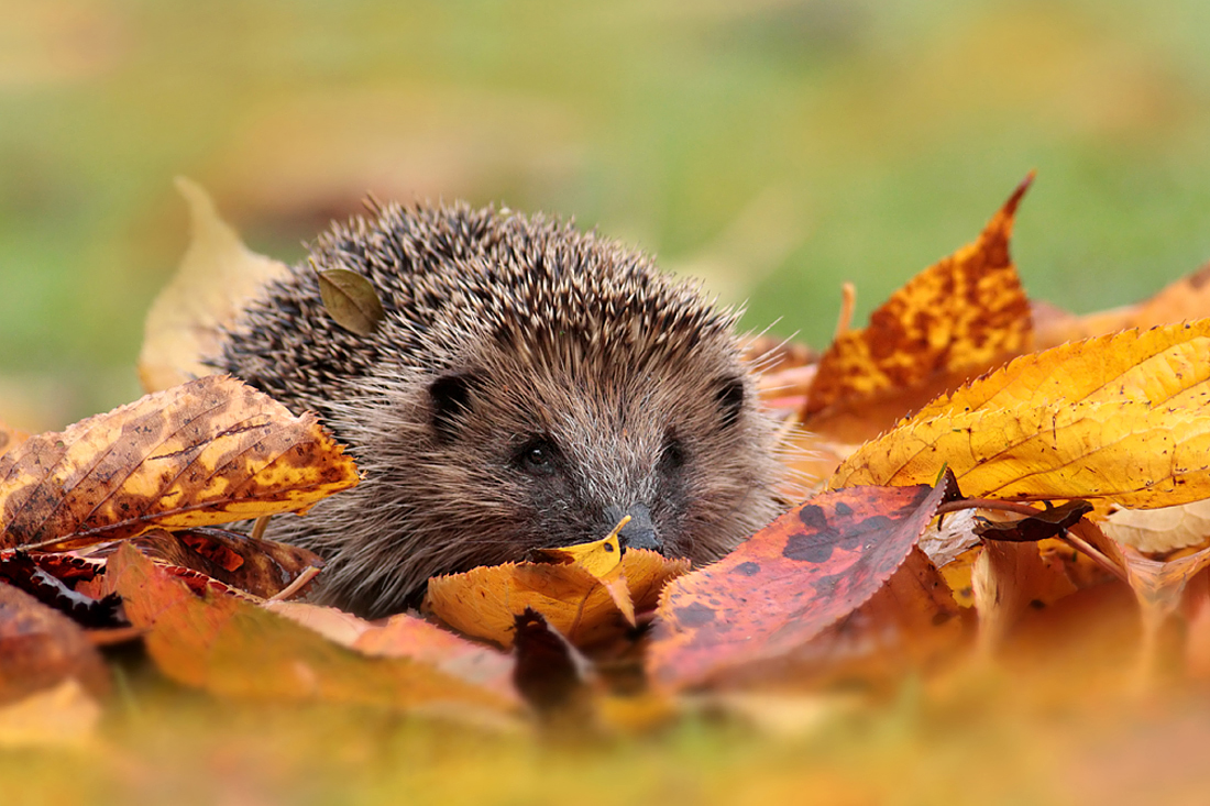 Autumn Hedgehog 1 [1 of 30]