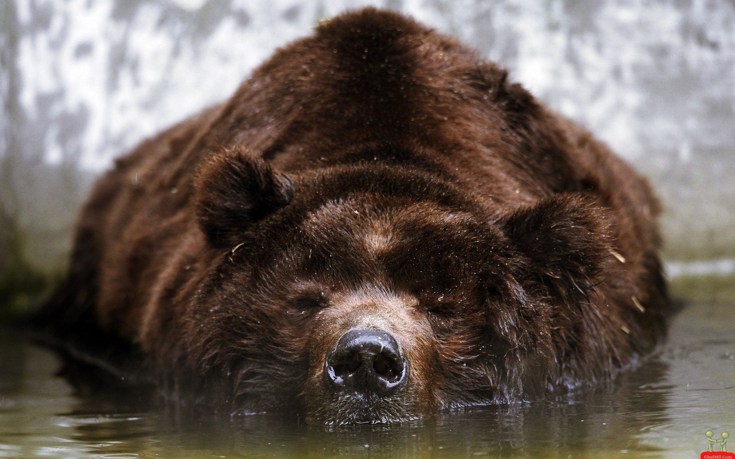 Brown Bear In Hunting Style HD Wallpaper E Entertainment