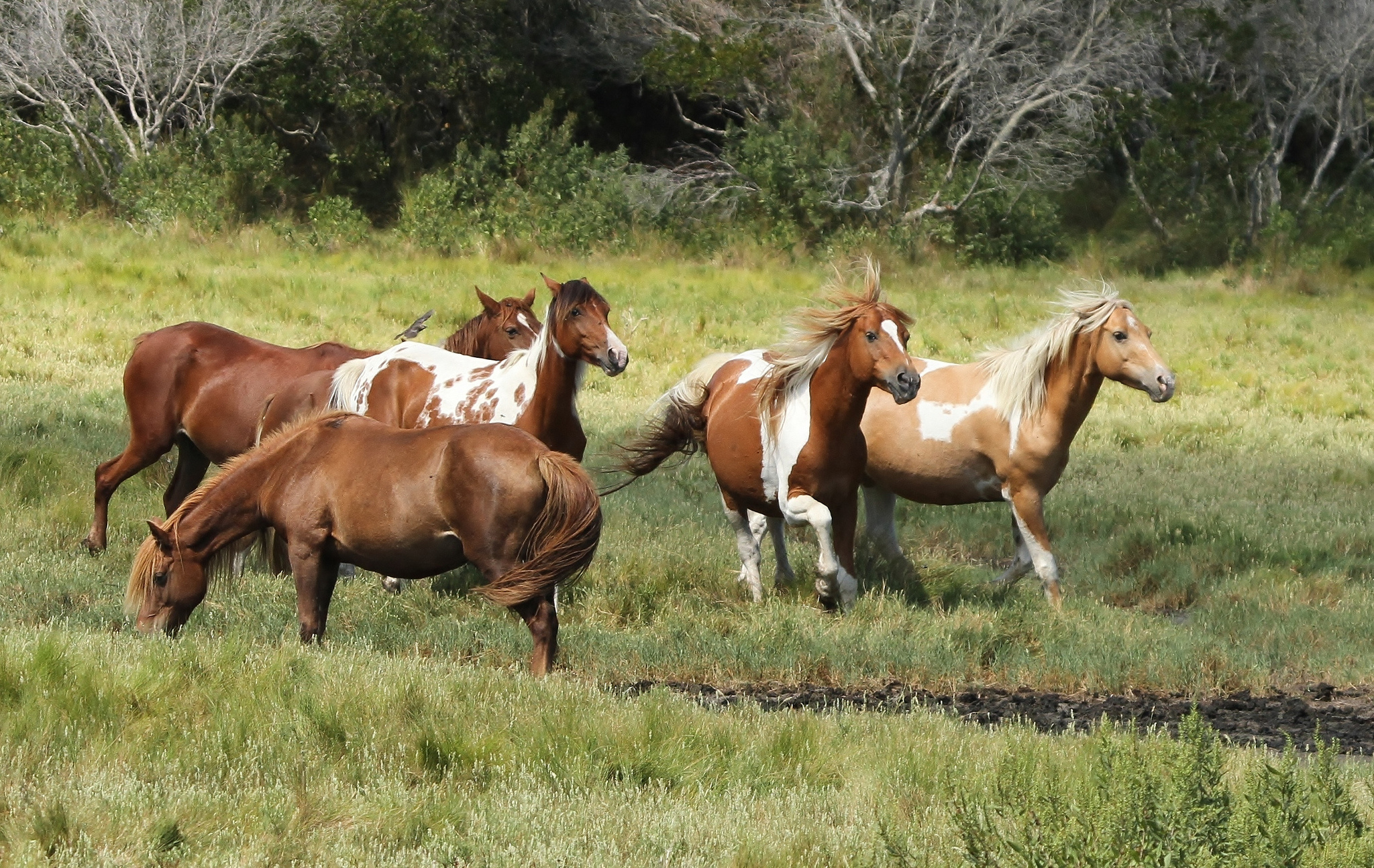 Chincoteague Ponies Assateague Wild Horses Horse