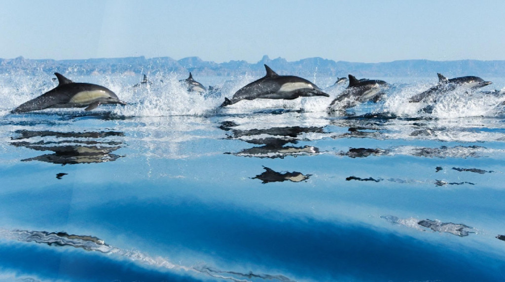 Happy Dolphins Animated Wallpaper Desktopanimated