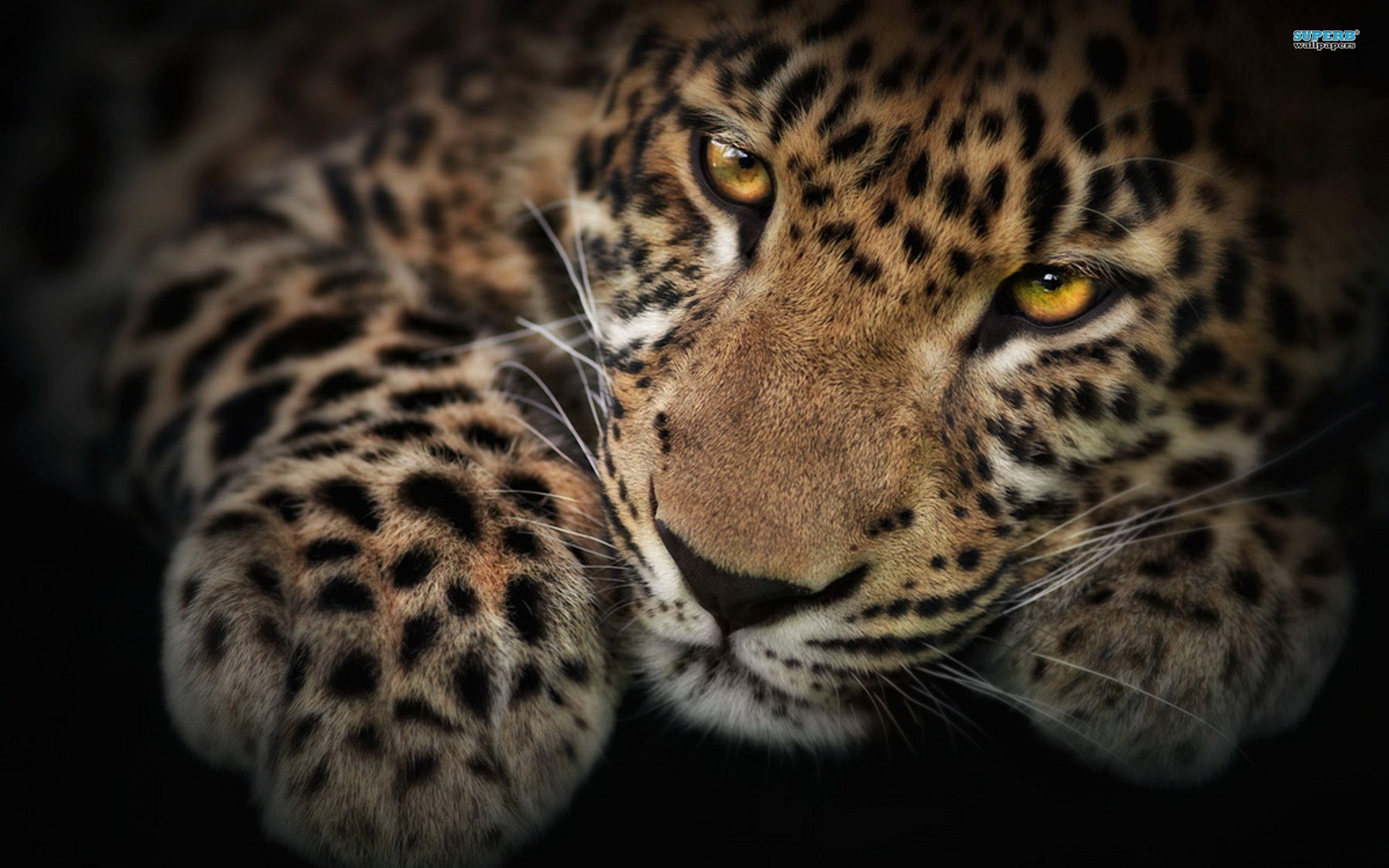 Fractal Leopard HD Desktop Background Pictures To