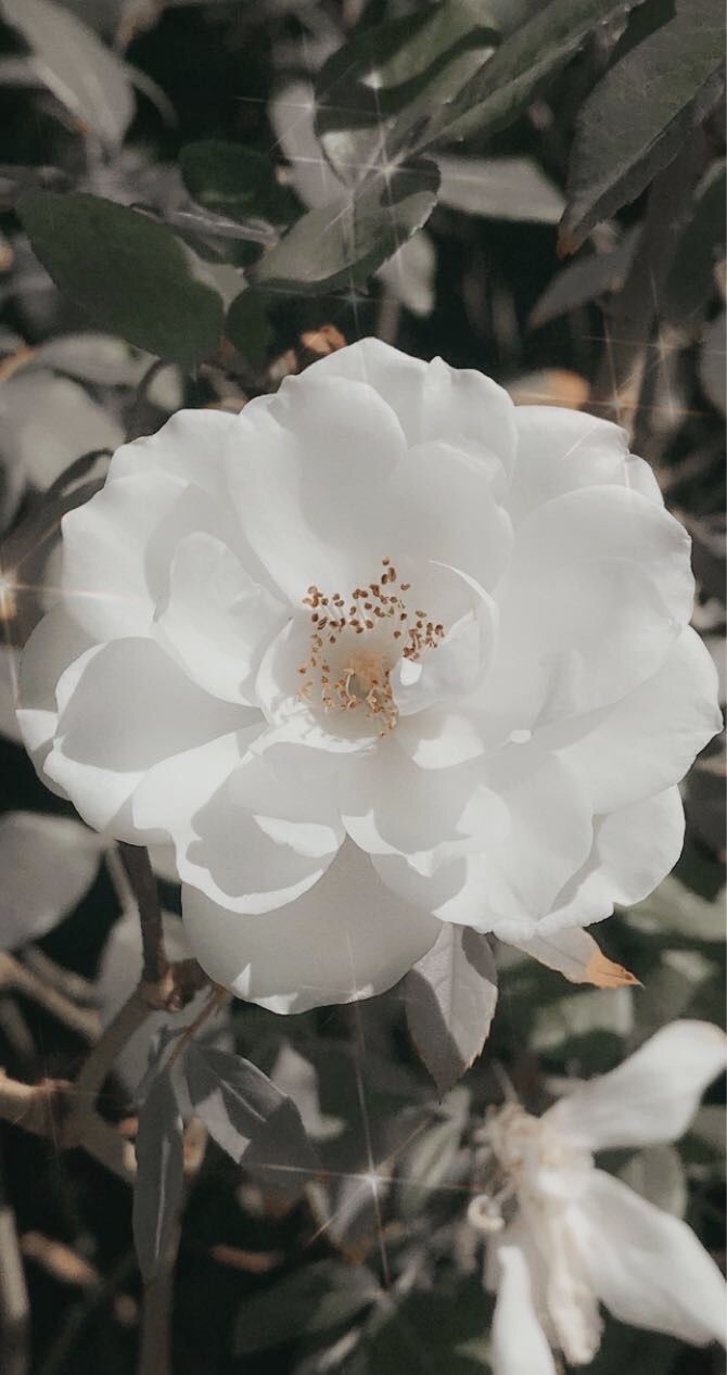 Free download white flower aesthetic White flower wallpaper Flower