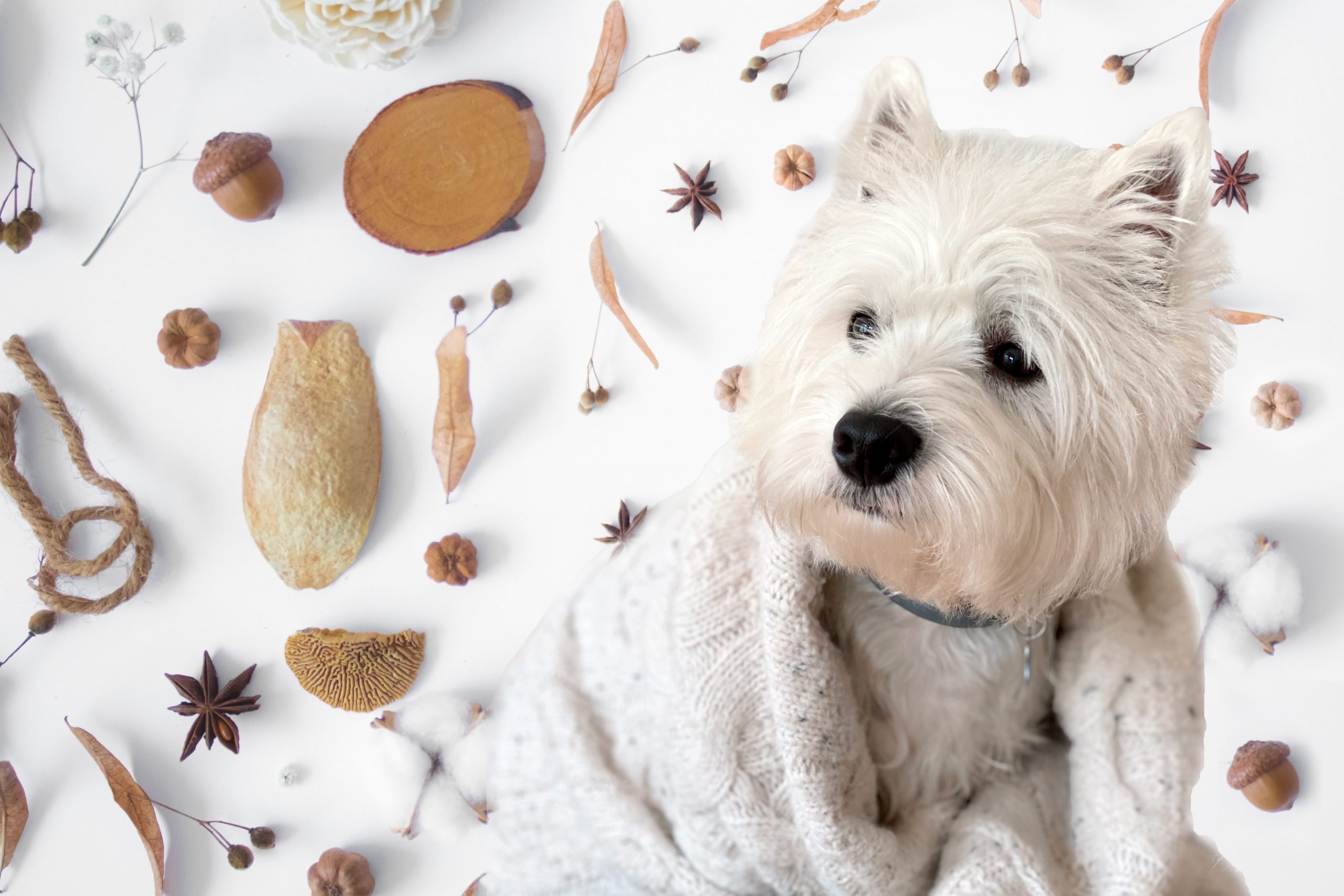 Autumn Wallpaper With Sami The Westie