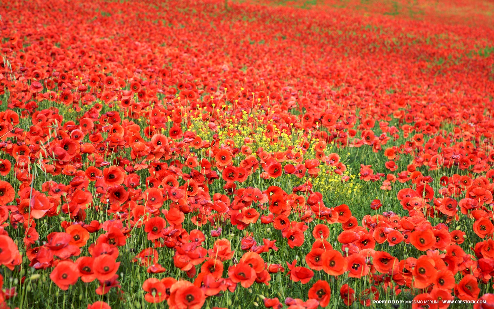 Field Of Poppies Nature Wallpaper Image Featuring Flowers And Plants