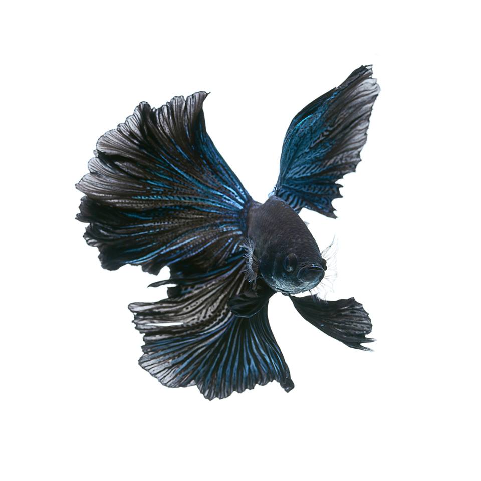 iPhone 6s Announced With Betta Background Live Tropical Fish