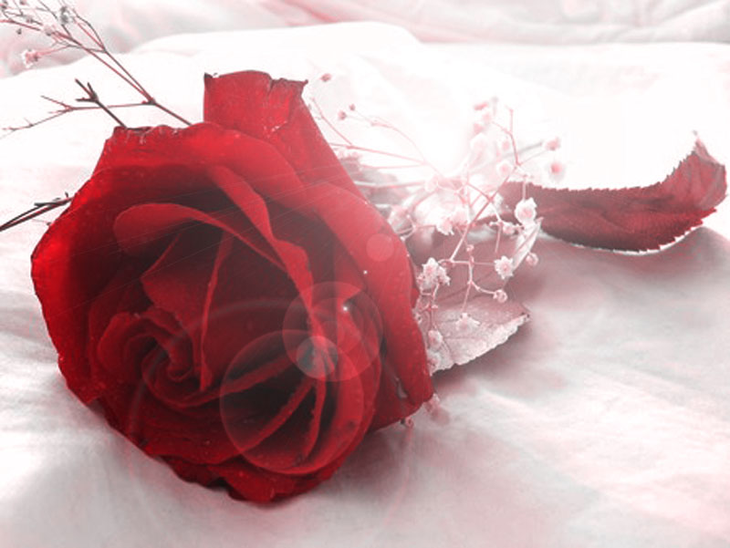 Wallpaper Red Rose
